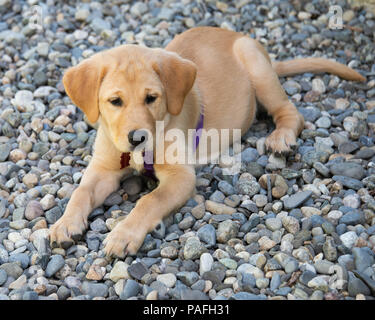 A yellow Labrador Retriever mix puppy lying on river rock stones. Stock Photo