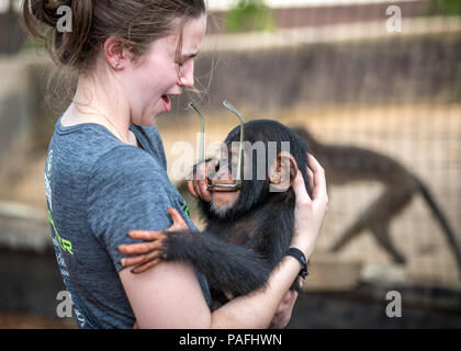 Young woman holding chimpanzee (Pan troglodytes) is surprised by chimpanzee taking her glasses and putting them in his mouth. Ganta Liberia Stock Photo