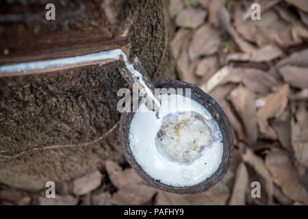 Bucket collects milky latex being extracted from rubber tree (Hevea Brasiliensis),  Republic of Guinea Stock Photo