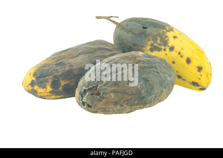 top view rotten mango with worms on a white background Stock Photo - Alamy