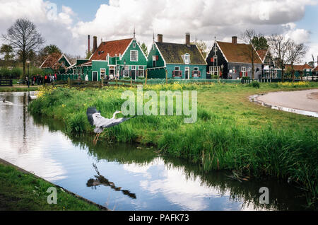 Zaanstad, Netherlands - 26 April, 2017: gray heron takes wing against authentic Zaandam mills and traditional vibrant houses on the water canal in Zaa Stock Photo