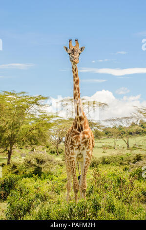 Full height photo of a Masai or Kilimanjaro Giraffe standing in bushes on a beautiful sunny day in Hell's Gate National Park on a safari in Kenya Stock Photo