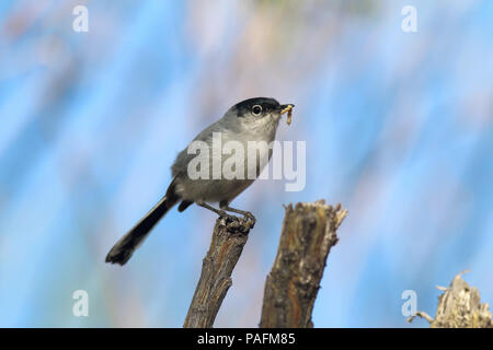 Black-tailed Gnatcatcher April 20th, 2014 Tucson, Arizona Canon 70D, 400 5.6L Stock Photo