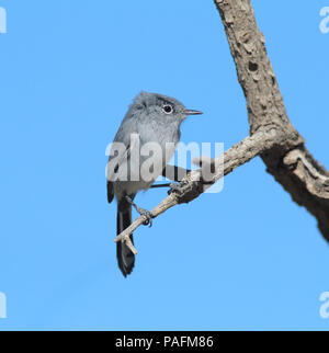 Black-tailed Gnatcatcher November 9th, 2015 Coronado National Forest, Arizona Canon 70D, 400 5.6L Stock Photo