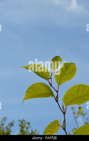 The stem and leaves of the Japanese Knotweed (Fallopia japonica) plant against a background of blue sky