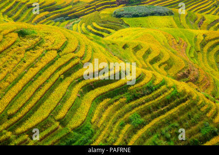 The Longsheng Rice Terraces(Dragon's Backbone) also known as Longji Rice Terraces are located in Longsheng County, about 100 kilometres (62 mi) from G Stock Photo