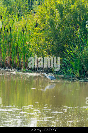 Grey Heron (Ardea cinerea) RSPB Wetlands Newport Gwent UK Stock Photo