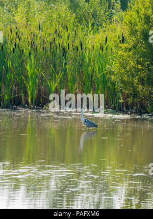 Grey Heron (Ardea cinerea) RSPB Wetlands Newport Gwent UK Stock Photo