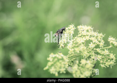 big black fly on flower. Sunny summer day. Macro photo. Stock Photo