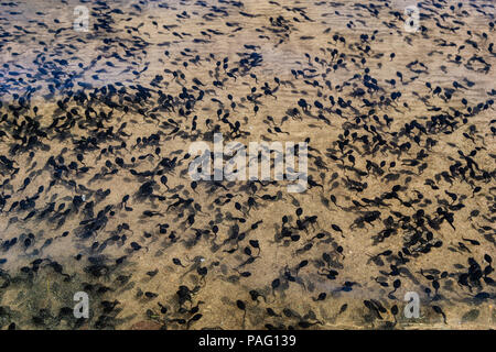 Hundreds of tadpoles swimming underwater on the shore of Frog Lake, Oregon, USA. Stock Photo