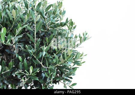 Botanical styled stock image, web banner Closeup of green olive tree leaves and branches, Olea europaea over white wall. Empty copy space for text. Stock Photo