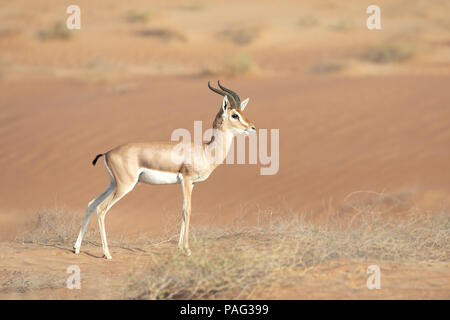 Proud male mountain gazelle posing on top of a desert dune. Dubai, UAE. Stock Photo