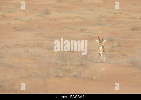 Proud male mountain gazelle posing on top of a desert dune. Dubai, UAE. Stock Photo