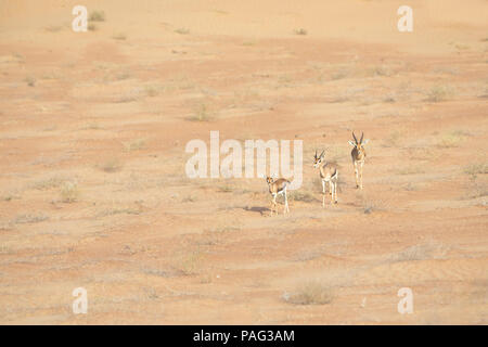 Family of three mountaing gazelles: mother, father, baby in desert landscape. Dubai, UAE. Stock Photo