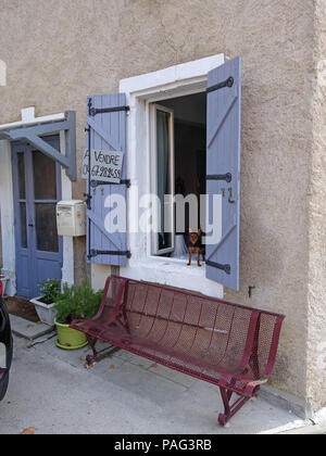 One tiny guard dog in a house window standing looking at camera through open window and shutters in a village house Stock Photo