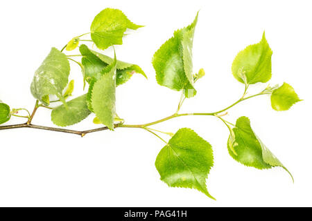 One whole fresh green plant linden tree cordate leaves flatlay isolated on white Stock Photo
