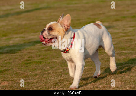 White and tan French Bulldog with red collar, perked ears and tongue out, runs happy in the field Stock Photo