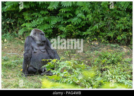 A gorilla sit on the soil Stock Photo