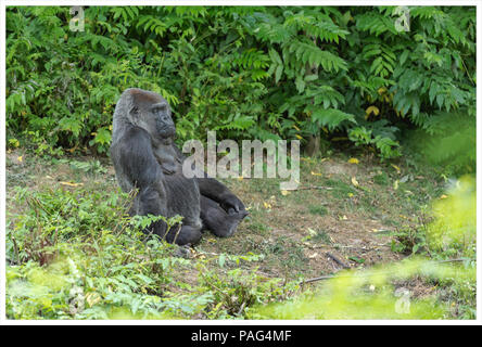 A gorilla sit on the soil Stock Photo