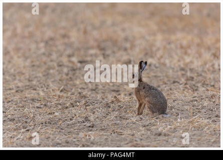 European hare sit in a filed Stock Photo