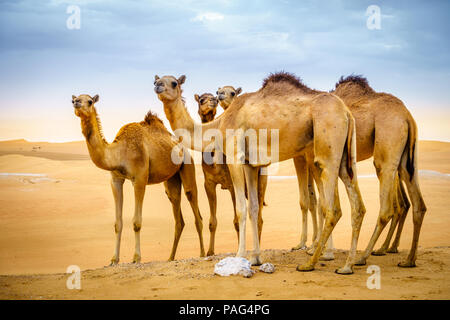 A herd of wild camels in the desert near Al Ain, UAE Stock Photo