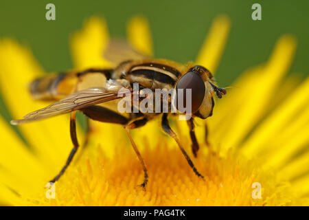 Large tiger hoverfly sitting on a plant in its habitat in Denmark Stock Photo