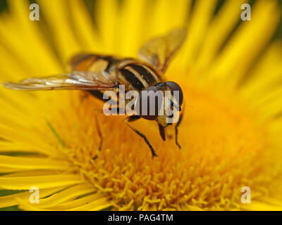 Large tiger hoverfly sitting on a plant in its habitat in Denmark Stock Photo