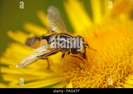 Large tiger hoverfly sitting on a plant in its habitat in Denmark Stock Photo