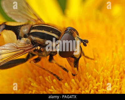 Large tiger hoverfly sitting on a plant in its habitat in Denmark Stock Photo