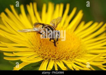 Large tiger hoverfly sitting on a plant in its habitat in Denmark Stock Photo