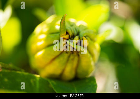 Buddha's Hand Citron (Citrus medica), in the Rutaceae family. Stock Photo