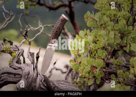 A fixed blade bushcraft knife sticking out of the trunk of a Manzanita tree in the wilderness Stock Photo