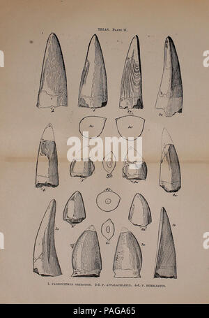 A preliminary report on the vertebrate paleontology of the Llano Estacado Stock Photo