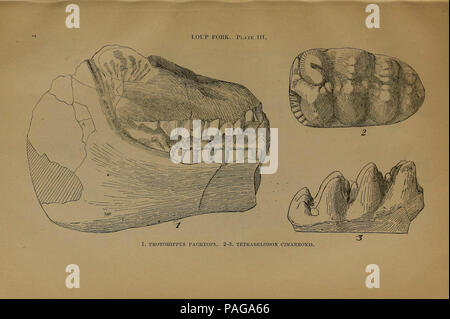 A preliminary report on the vertebrate paleontology of the Llano Estacado Stock Photo