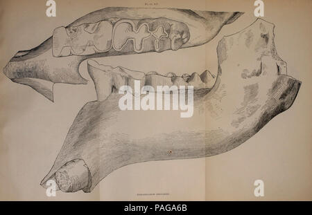 A preliminary report on the vertebrate paleontology of the Llano Estacado Stock Photo