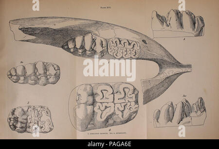 A preliminary report on the vertebrate paleontology of the Llano Estacado Stock Photo