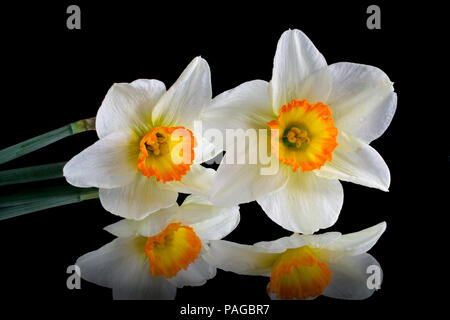 Narcissus flowers on black reflective background Stock Photo