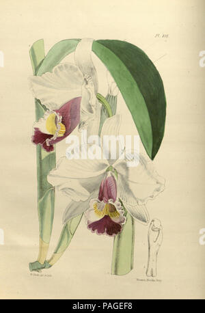 A second century of orchidaceous plants (Pl 108) Stock Photo