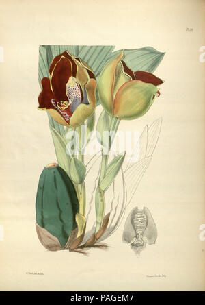 A second century of orchidaceous plants (Pl 144) Stock Photo