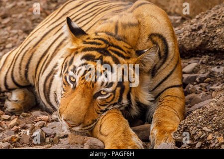 Sleepy male Bengal tiger (Panthera tigris) resting, Ranthambore National Park, Rajasthan, northern India, resting, eye contact looking at the camera Stock Photo
