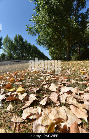 Finsbury Park, London, UK. 23rd July 2018. Dry grass and leaves in Finsbury Park during the heatwave. Credit: Matthew Chattle/Alamy Live News Stock Photo