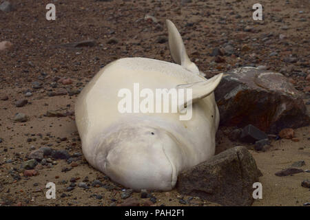 A dead beluga whale on the shore of the St-Lawrence River near Les ...