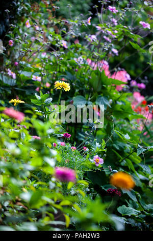Garden in summer in full bloom Stock Photo