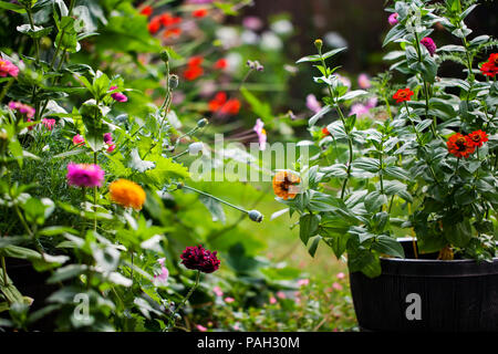 Garden in summer in full bloom Stock Photo