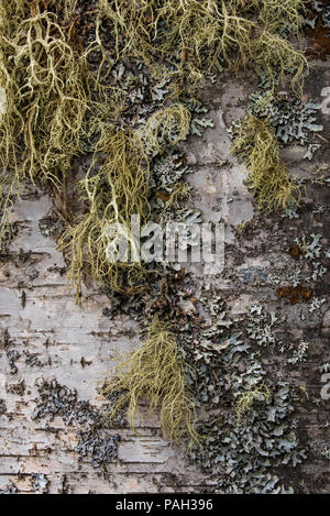 Old Man's Bear Lichen (Usnea), a type of fruticose lichen, growing on Paper Birch (Betula papyrifera) Neys Provincial Park, Ontario, Canada, by Bruce  Stock Photo