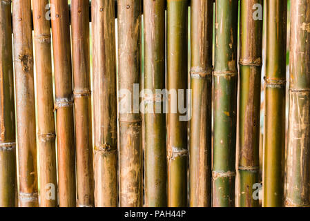 Bamboo stalks close-up, Luang Prabang, Laos Stock Photo