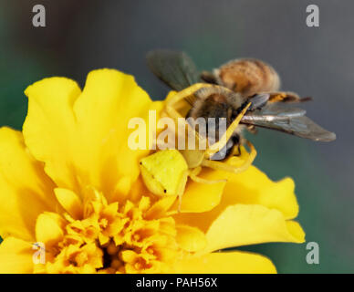 a female yellow crab spider capturing a bee on a yellow dwarf marigold flower Stock Photo