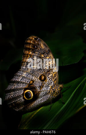 Giant owl butterfly  - Caligo memnon, beautiful large butterfly from Central America forests. Stock Photo
