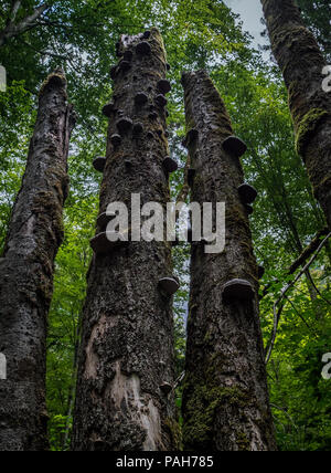 tree trunk with strange mushrooms on it, klontalersee switzerland Stock Photo