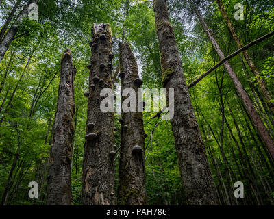 tree trunk with strange mushrooms on it, klontalersee switzerland Stock Photo